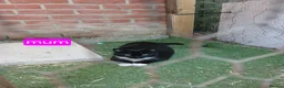 Domestic Shorthair cats for sale: Black and white kittens ready to leave  in Eye - Advert 3