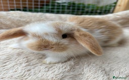 Mini Lop rabbits for sale: Adorable mini lop bunnies  - Image 4