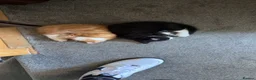 Mixed Breed cats for sale: Tuxedo cat male - Advert 3