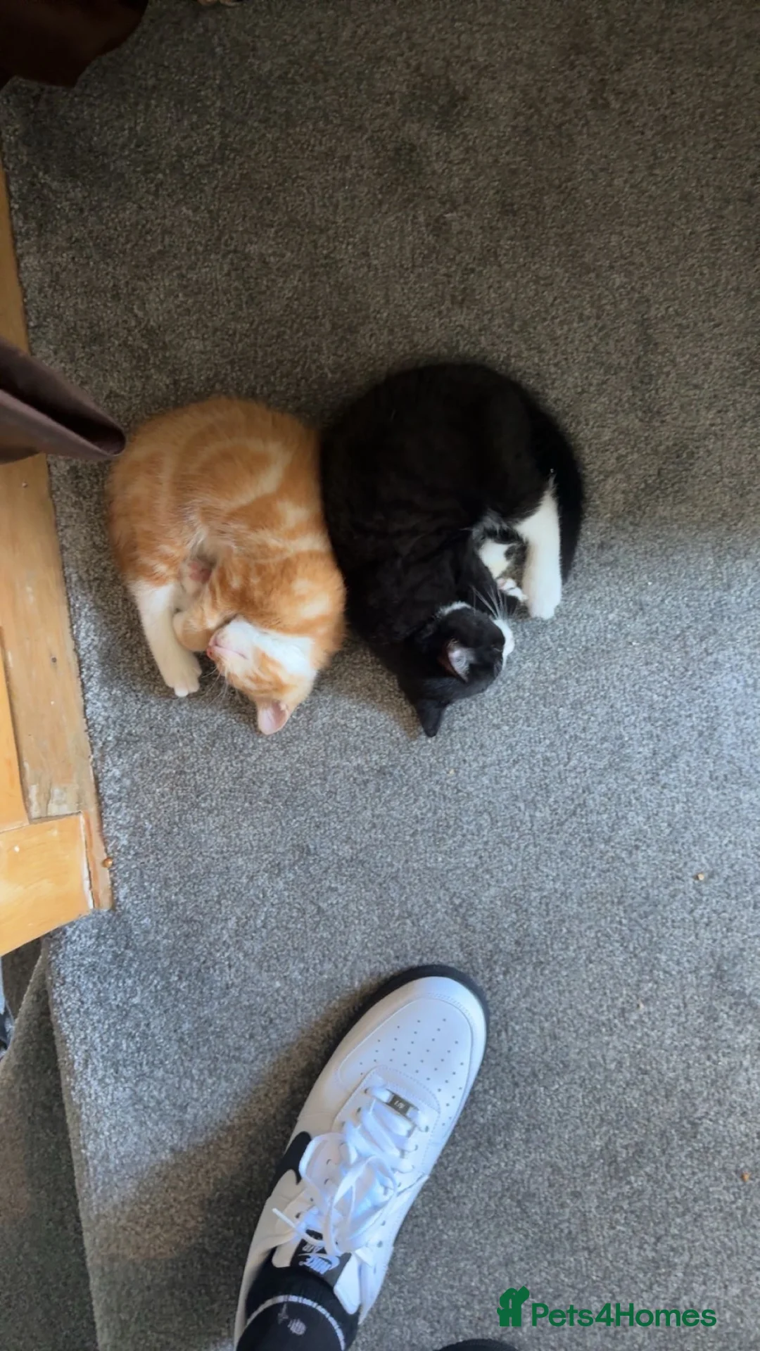 Mixed Breed cats for sale: Tuxedo cat male - Advert 3