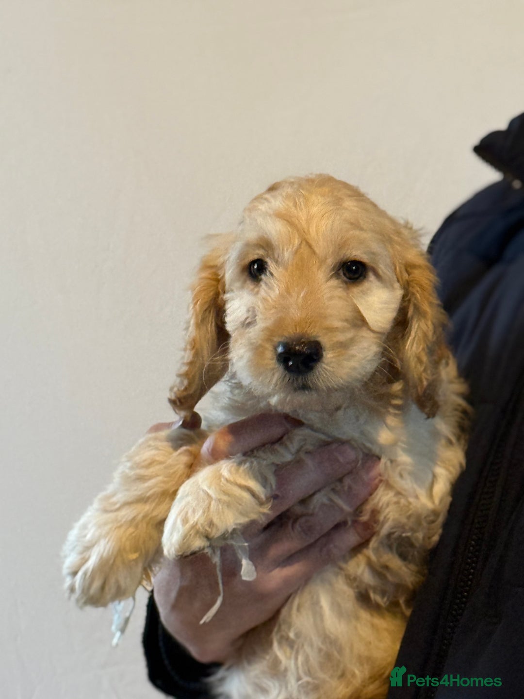 Cockapoo dogs for sale: F1 standard Cockapoo’s  - Advert 17