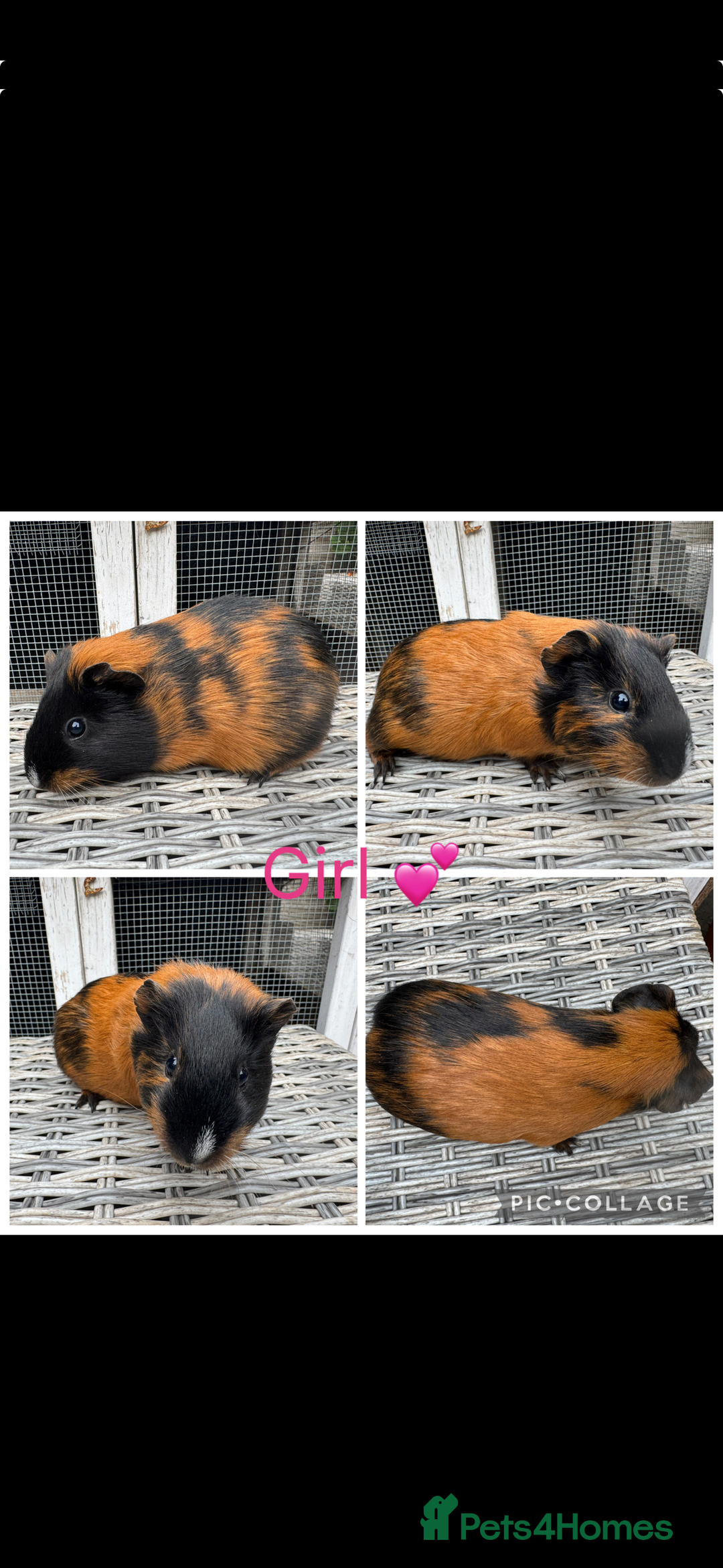Guinea Pig rodents for sale: Mixture of Girl & Boy piggy’s looking for new laps - Advert 3