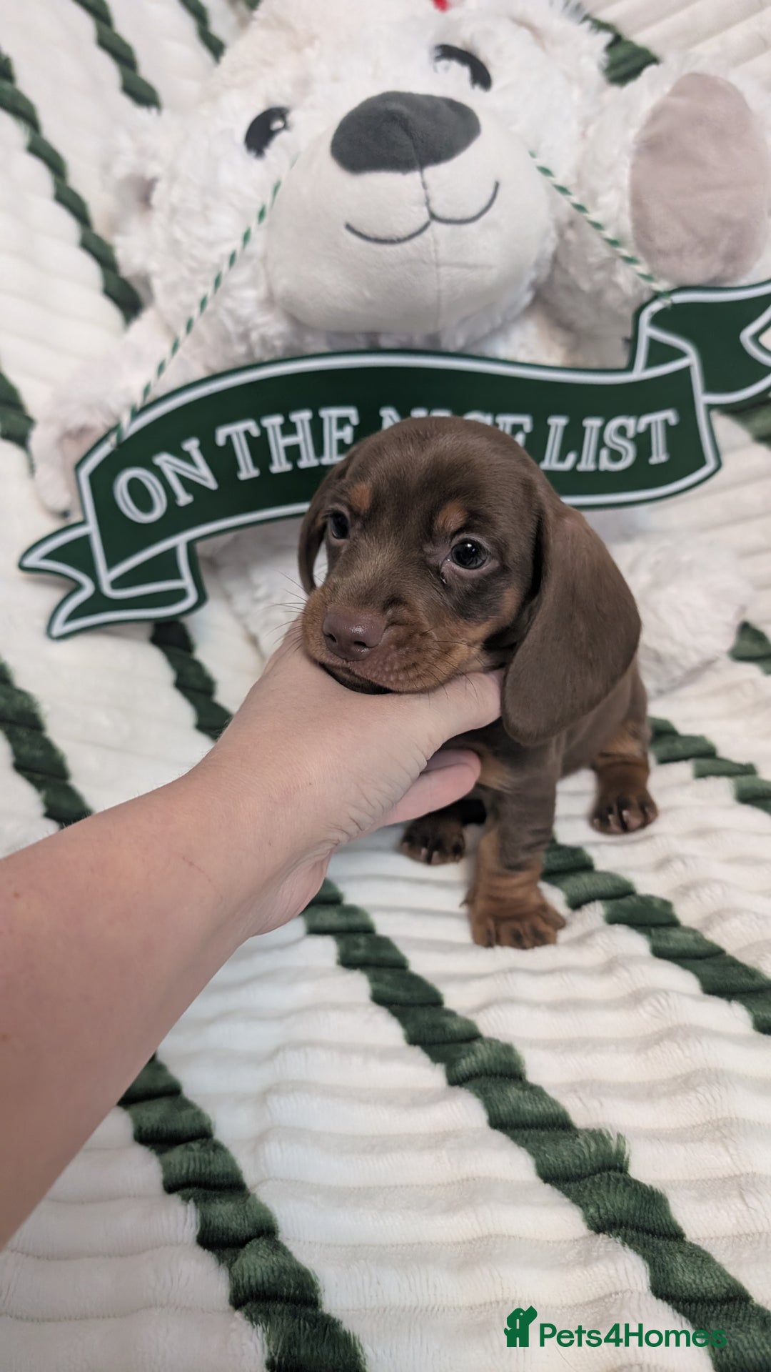 Miniature Dachshund dogs for sale: KC Reg miniature smooth hair daschund boy pups - Advert 25