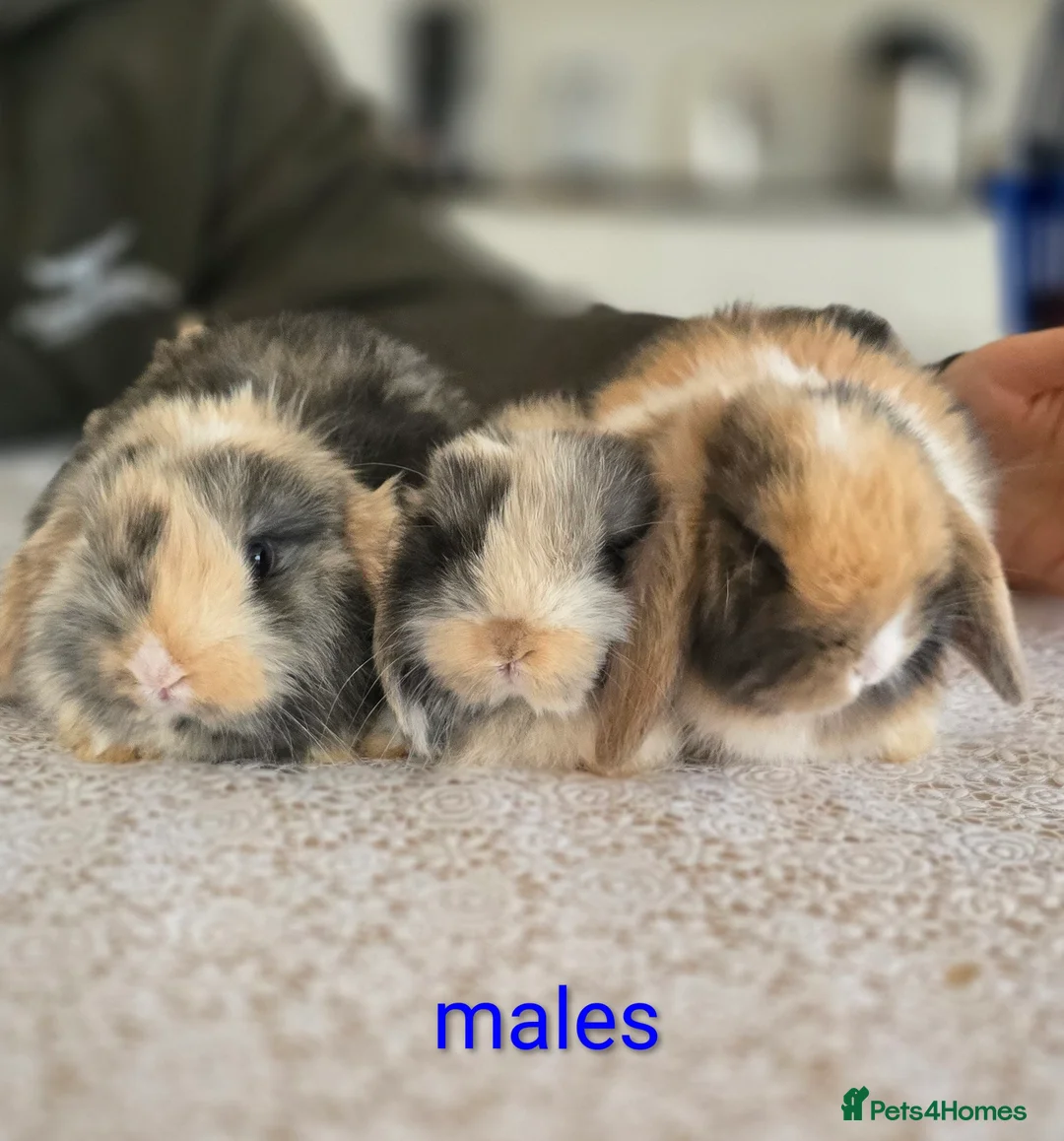 Mini Lop rabbits for sale: Mini lop bunnies for sale  - Advert 1