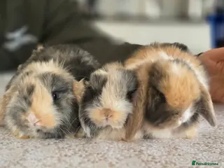 Mini Lop rabbits Mini lop bunnies for sale - Advert 1