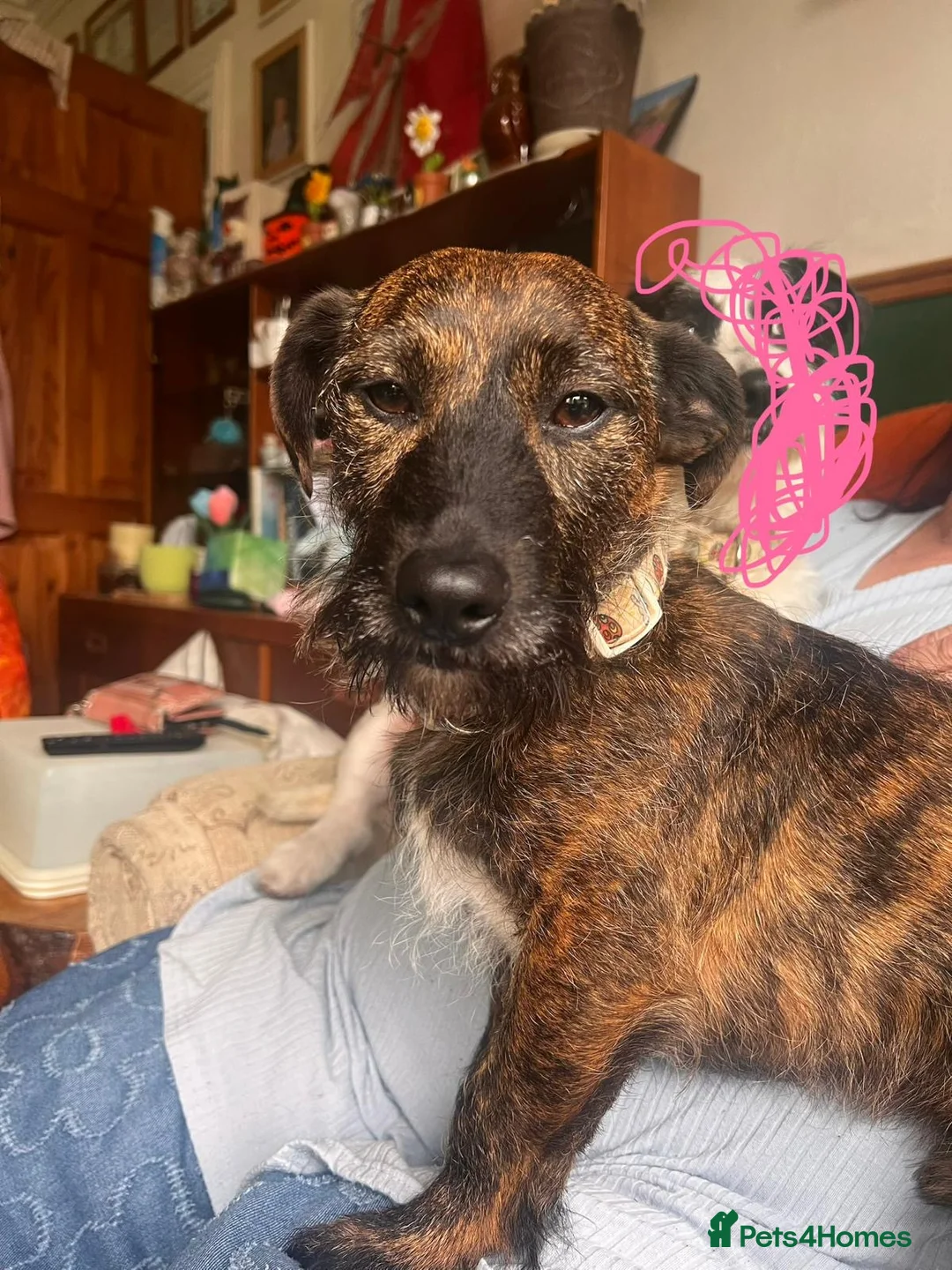 Mixed Breed dogs for sale: 3 year old male Jackchu  - Advert 3