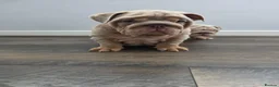English Bulldog dogs for sale: Mr Muscles litter English Bulldogs - Advert 28