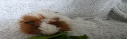 Guinea Pig rodents for sale: Boys rt1 19th july - Advert 5
