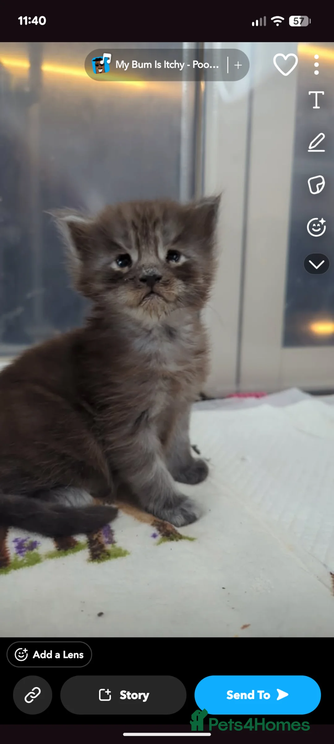 Maine Coon cats for sale: 3 maine coon kittens  - Advert 8
