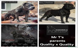 Staffordshire Bull Terrier dogs for stud: Mr T Champion sired Stud Blue gene 🧬 - Image 13