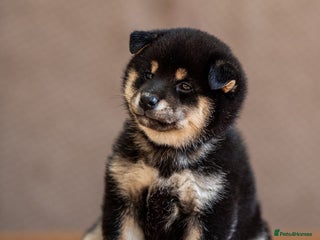 Japanese Shiba Inu dogs Shiba Inu Puppies – Top European Bloodlines UK KC - Advert 2