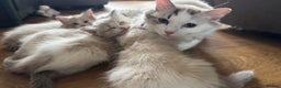 Ragdoll cats for sale: Last 1 Ragdoll kittens TICA registered boy - Advert 11