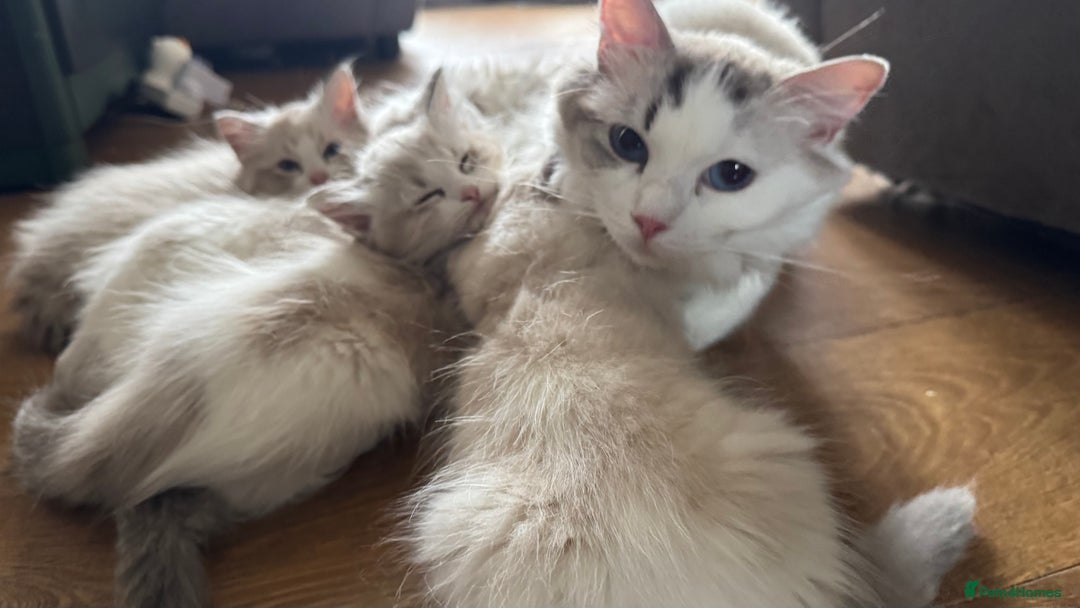 Ragdoll cats for sale: Ragdoll kittens TICA beautiful quality cats  - Image 19