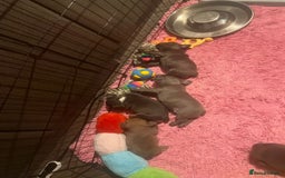 French Bulldog dogs for sale: Stunning French bulldog puppies 🐕 - Image 33