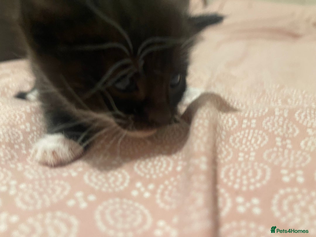 Domestic Shorthair cats for sale: Kittens for sale - Image 4