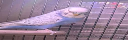 Budgerigars birds for sale: Male budgies in Basingstoke - Advert 6