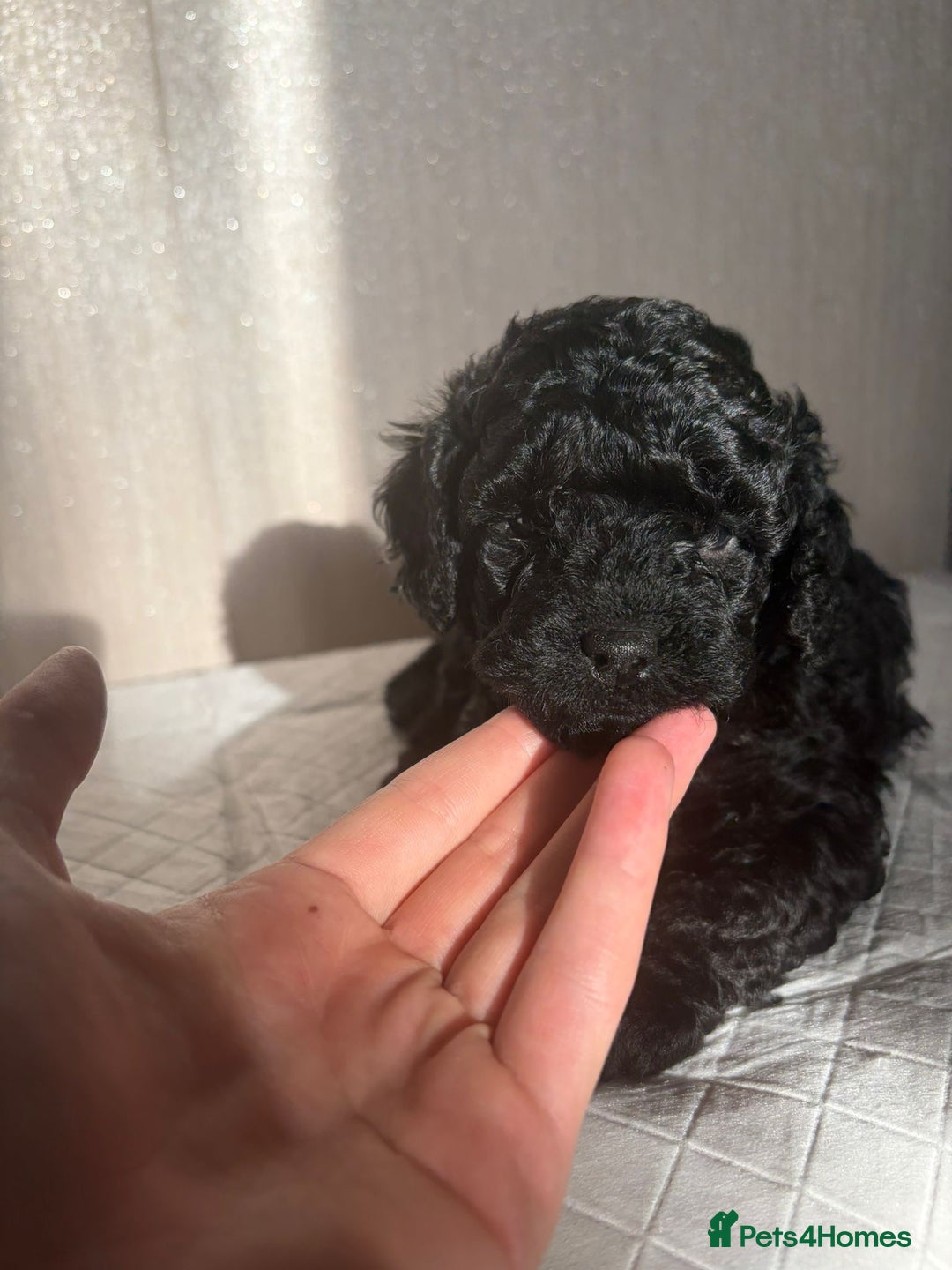 Cavapoo dogs for sale: READY TO LEAVE BLACK & WHITE TEDDY BEAR CAVAPOO - Advert 3