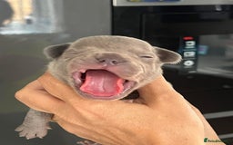 French Bulldog dogs for sale: Ready to leave on the 12th of September - Image 23