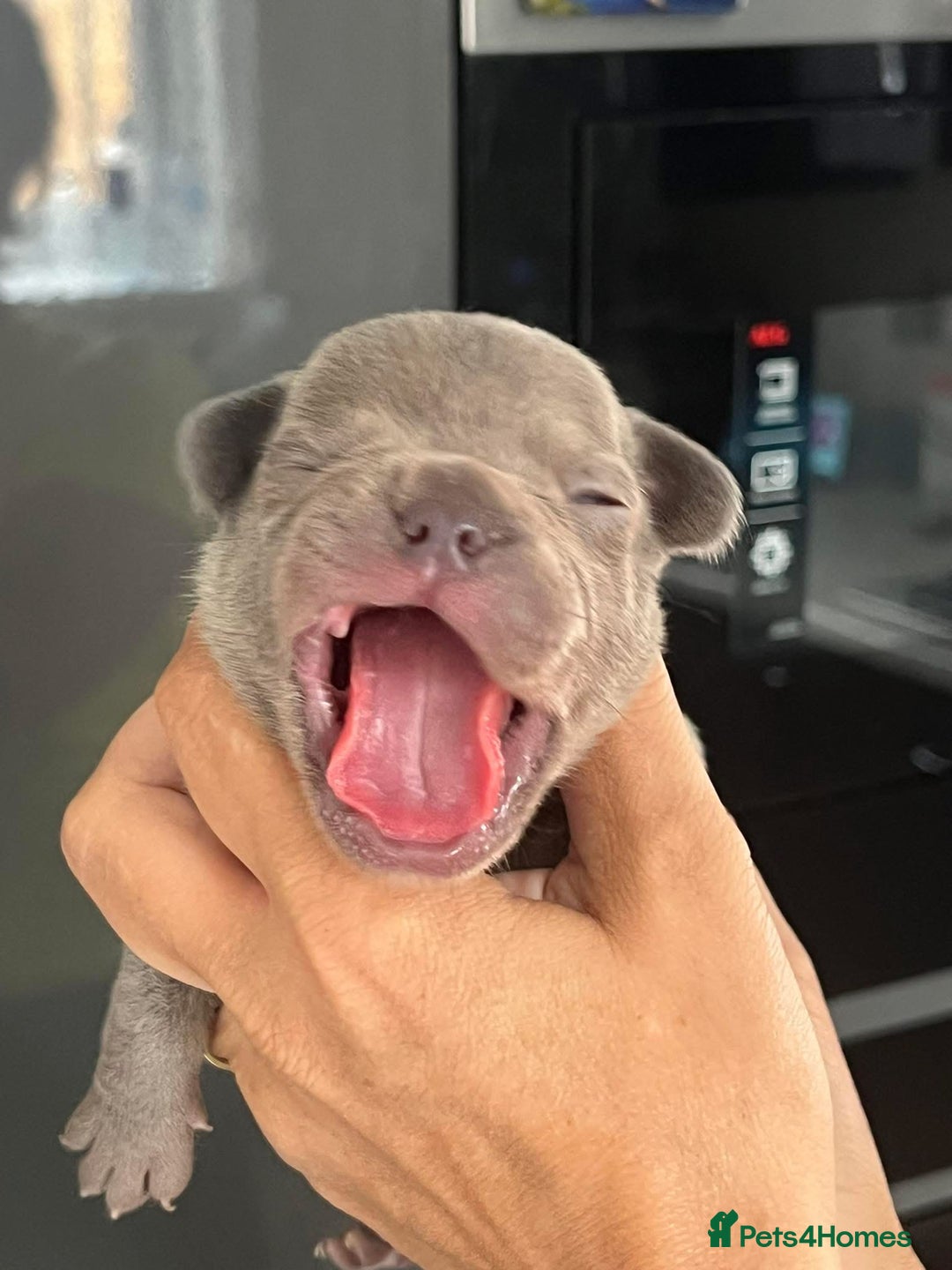 French Bulldog dogs for sale: Ready to leave on the 12th of September - Image 23