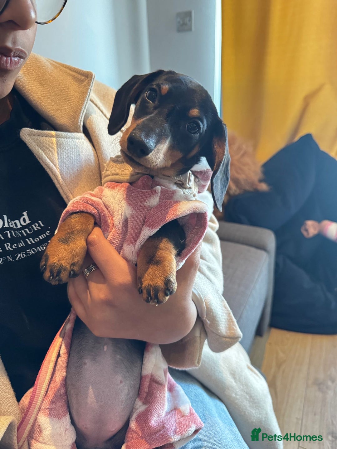 Miniature Dachshund dogs for sale: Coconut - Advert 2