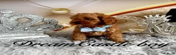 Cavapoo dogs for sale: Deep red Teddy Cavapoo ready now - Advert 20