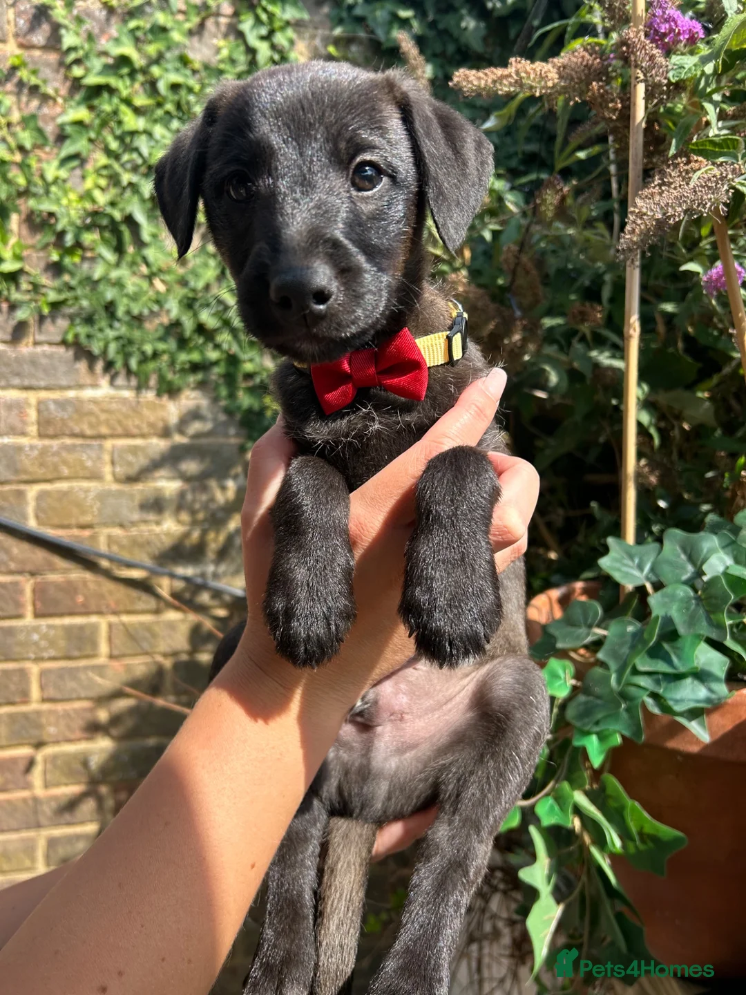 Mixed Breed dogs for sale: Beautiful Italian greyhound/Bedlington/whippet Boy - Advert 1