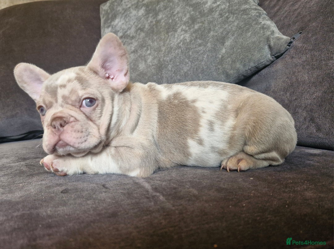French Bulldog dogs for sale: Last 2 females dwkc frenchies - Image 19