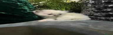 Ragdoll 3