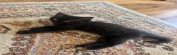 Mixed Breed cats for sale: Adorable kittens in Camberley - Advert 8