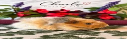 Guinea Pig rodents for sale: LOTS OF BABY Guinea Pigs for sale  - Advert 5