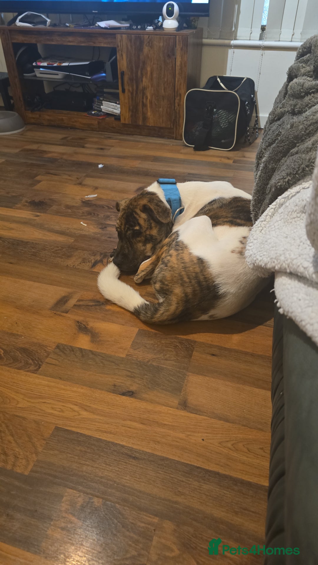 Mixed Breed dogs for sale: Bullmastiif Cross American Akita - Advert 1