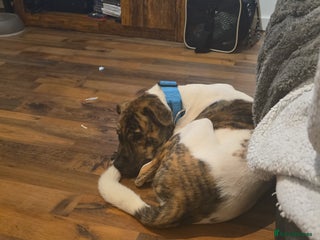 Mixed Breed dogs Bullmastiif Cross American Akita - Advert 2