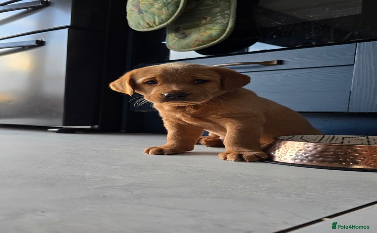 Labrador Retriever dogs - Advert 10