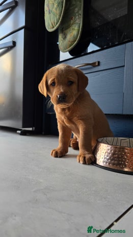 Labrador Retriever dogs - Advert 4