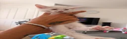 Ragdoll cats for sale: 4 beautiful ragdol x kittens  - Advert 2