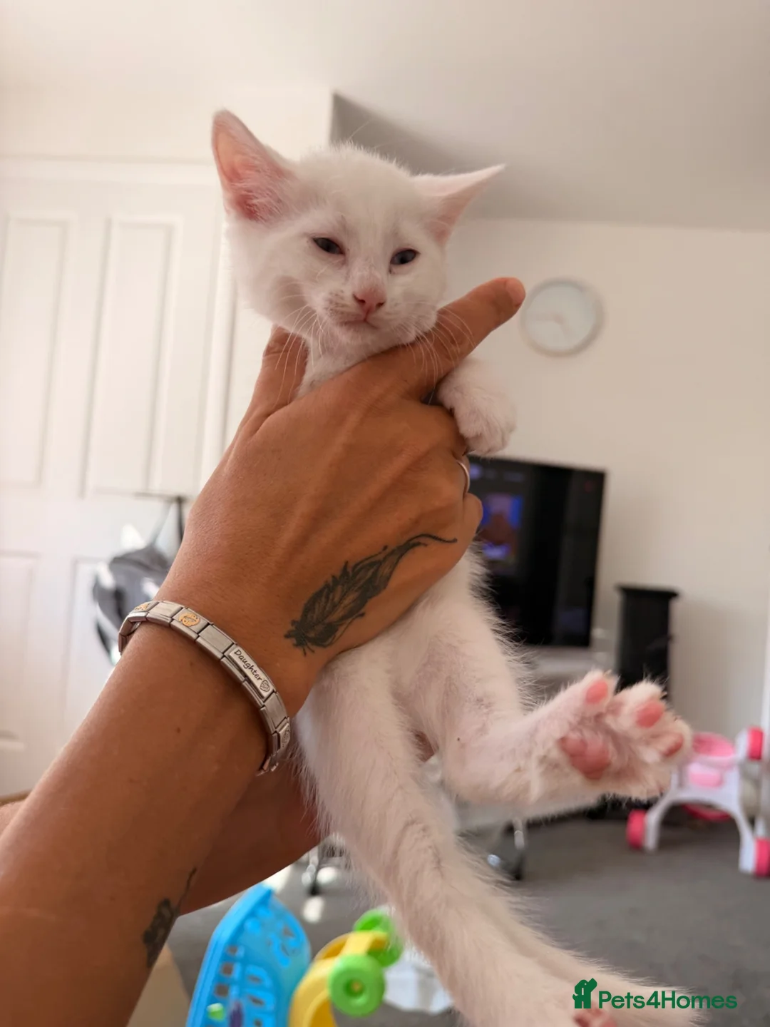 Ragdoll cats for sale: 4 beautiful ragdol x kittens  - Advert 2