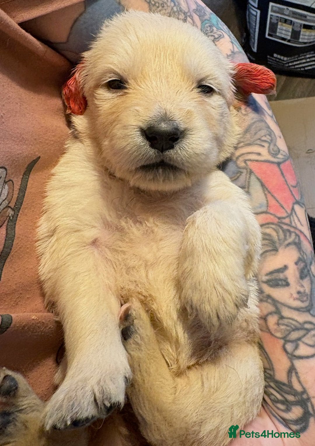 Golden Retriever dogs for sale: Gorgeous KC Registered Goldies. 5 Star Reg.Breeder - Advert 9