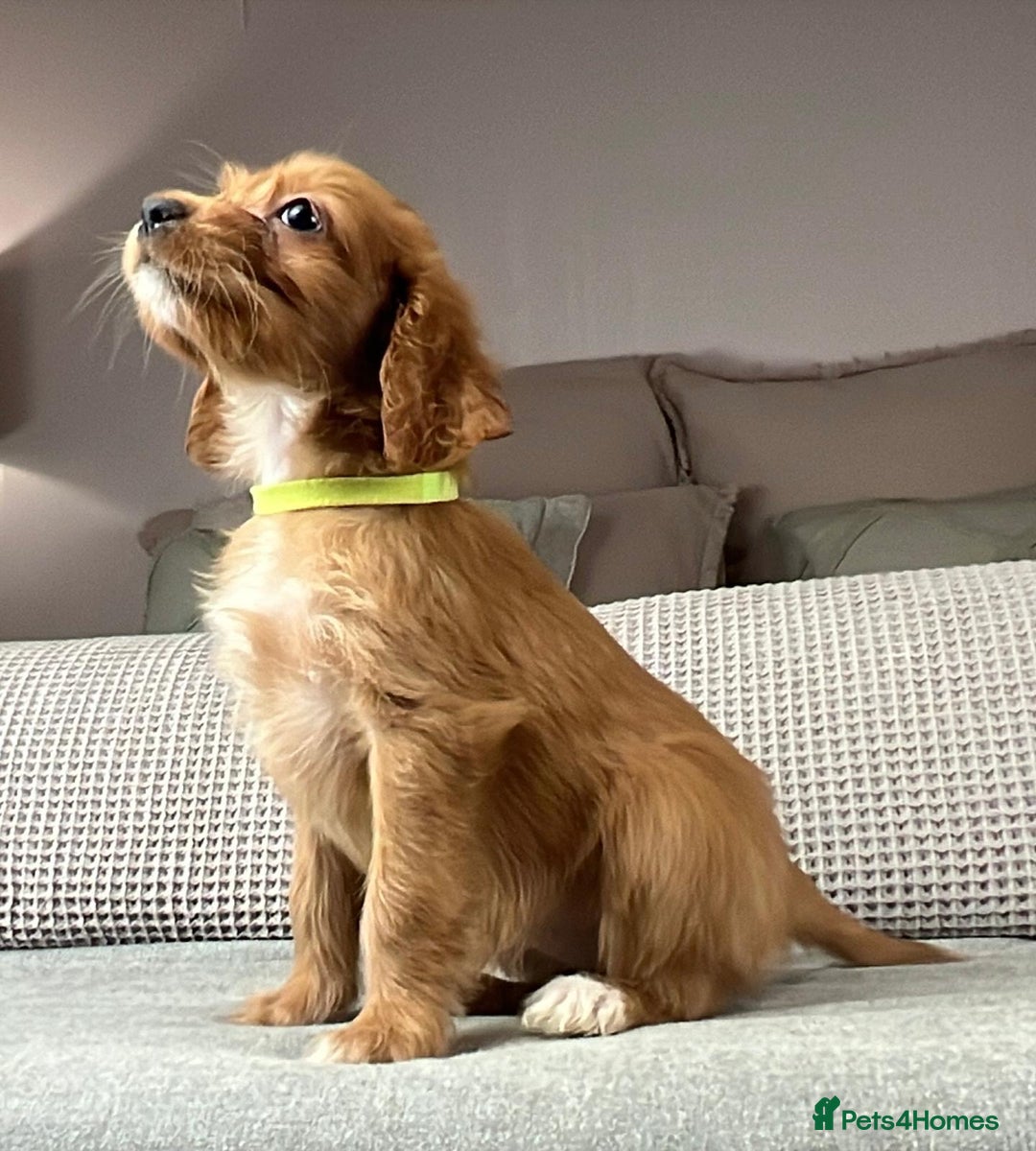 Irish Doodle dogs for sale: The perfect Doodle - Advert 14