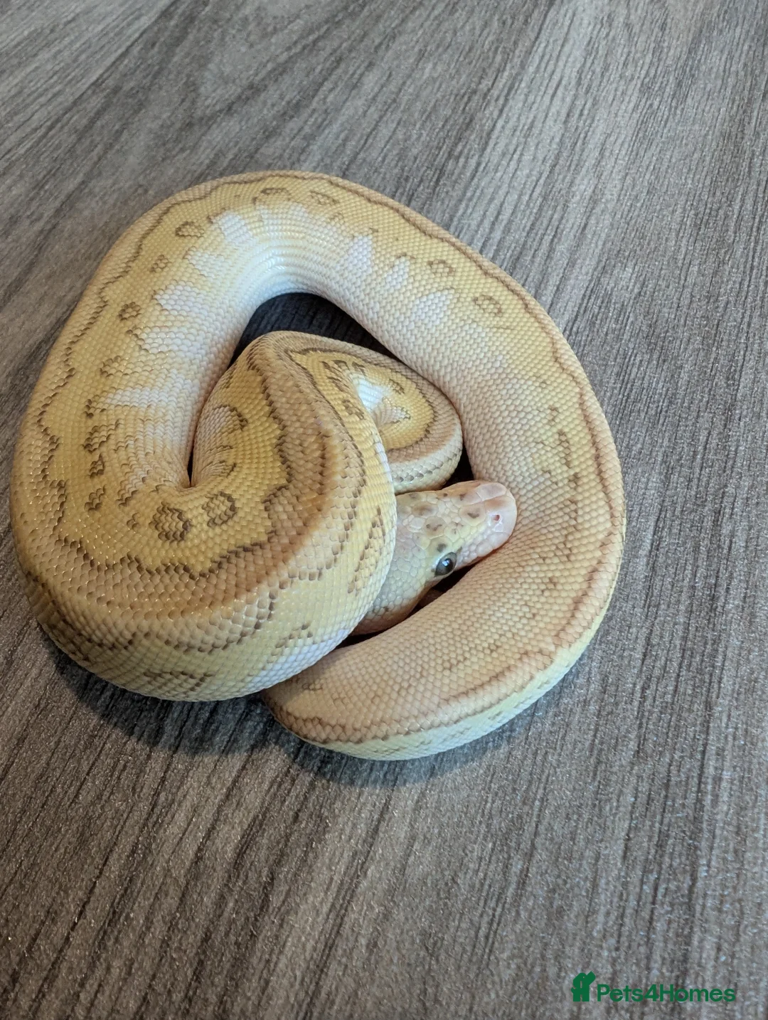 Python Snake reptiles for sale: Royal pythons - Advert 4