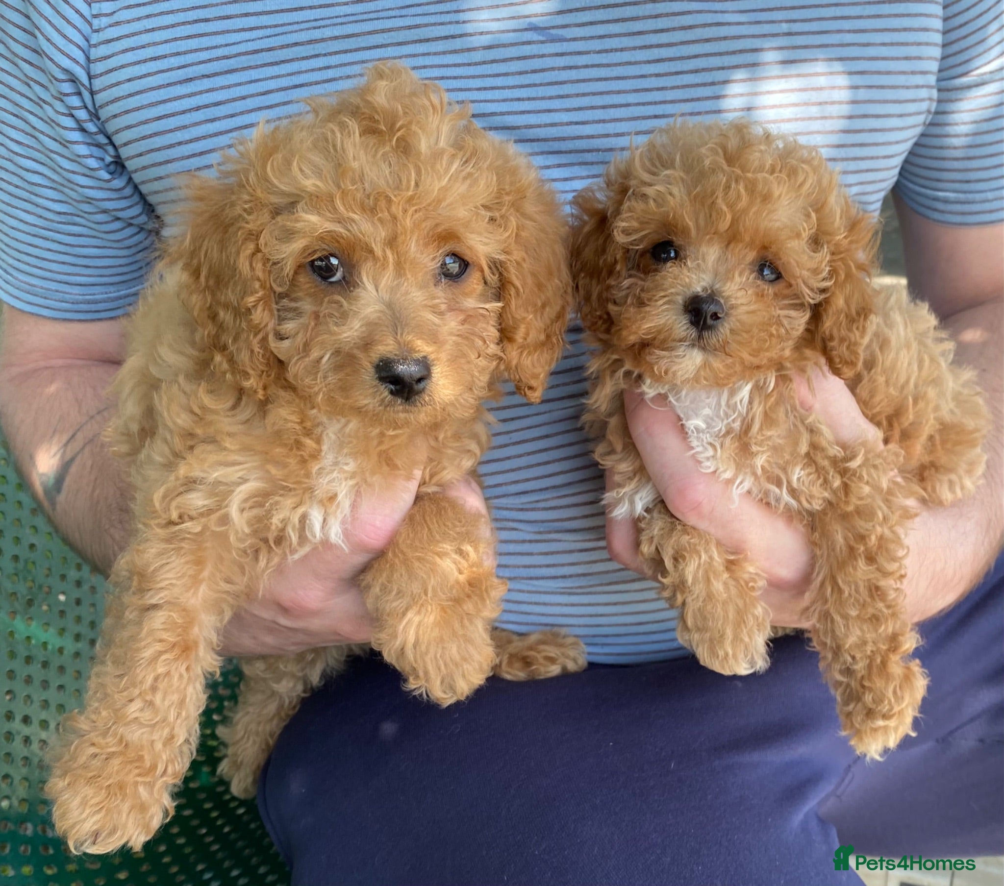 Maltipoo dogs RARE Tiny F1B Asian maltipoo puppies - Advert 4