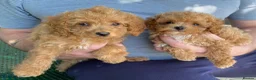Maltipoo dogs for sale: RARE Asian teddy face maltipoo male puppy  **  - Advert 12