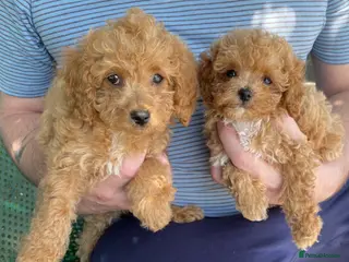 Maltipoo dogs RARE Tiny F1B Asian maltipoo puppies - Advert 4