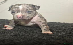 Mixed Breed dogs for sale: STUNNING!!! Staffy Cross Puppies!!! - Image 10