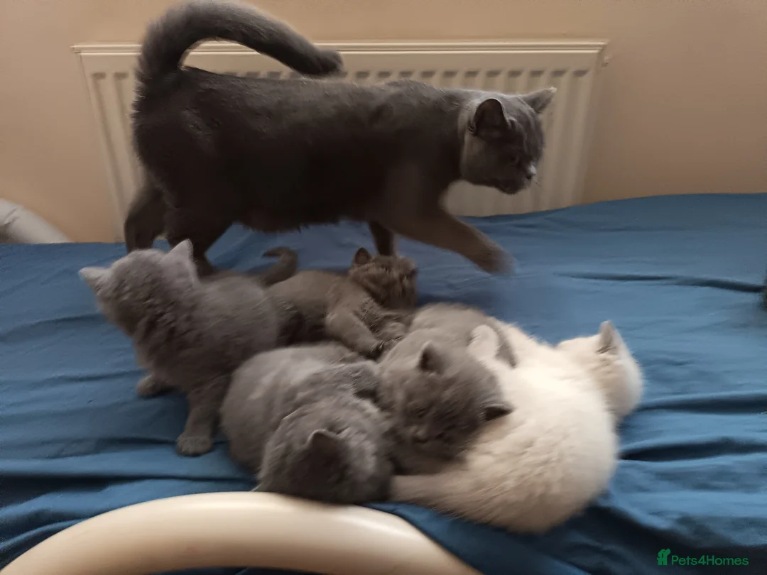 British Shorthair cats for sale: British short hair kittens  - Advert 2