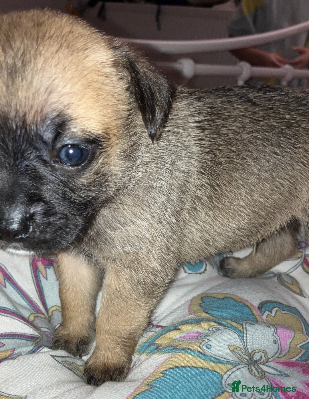 Mixed Breed dogs for sale: Beautiful French Bulldog x Pomchi Pups - Advert 8
