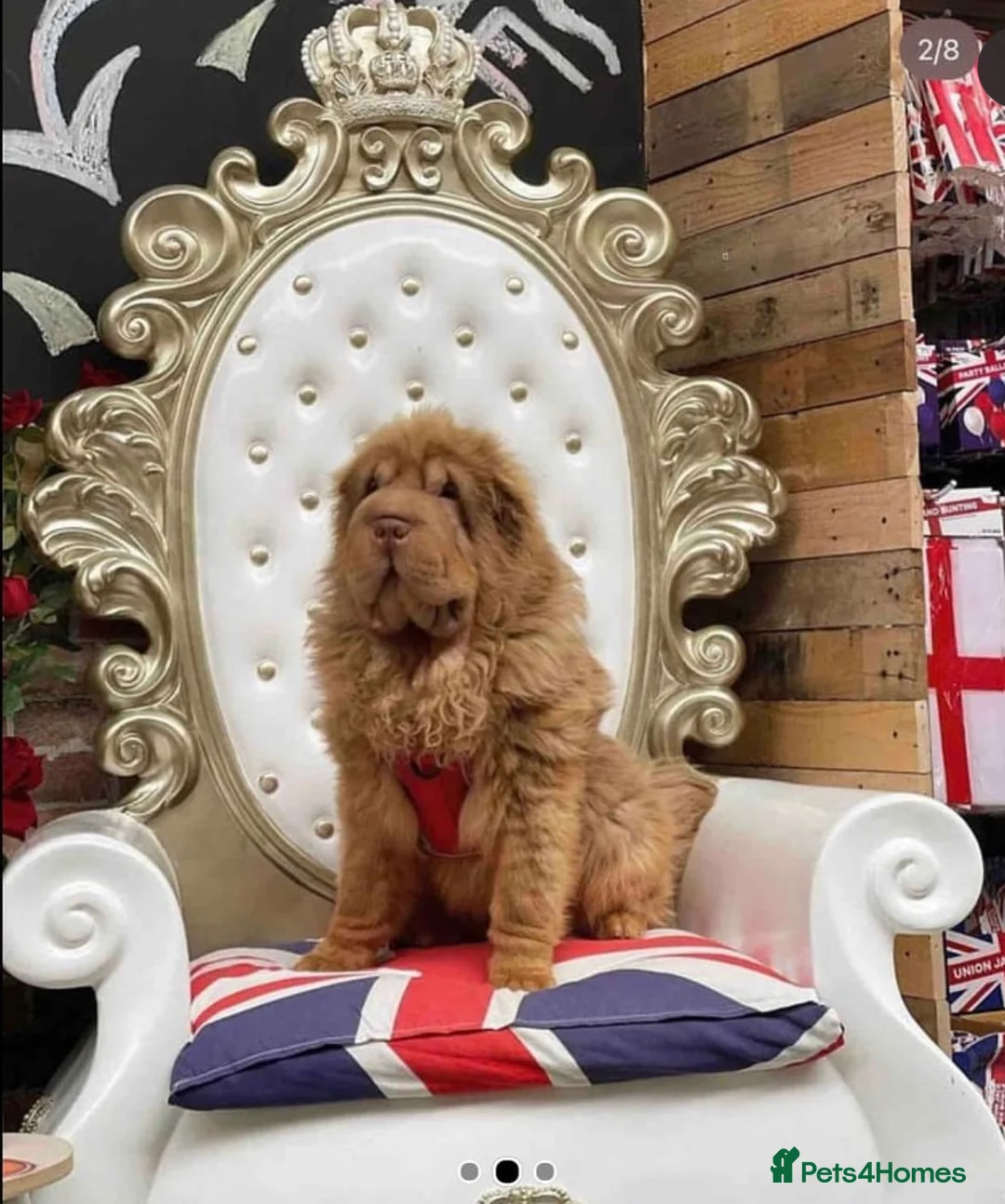 Shar Pei dogs for stud: BEST 🏆 Blue bear & chocolate & tan bear 🐻 in Hornchurch - Advert 4