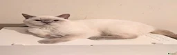 British Shorthair cats for sale: Chunky British shorthaired kittens - Advert 4