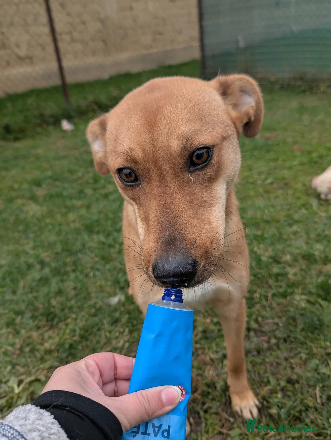 Mixed Breed dogs for adoption: Sandy for adoption - Advert 4