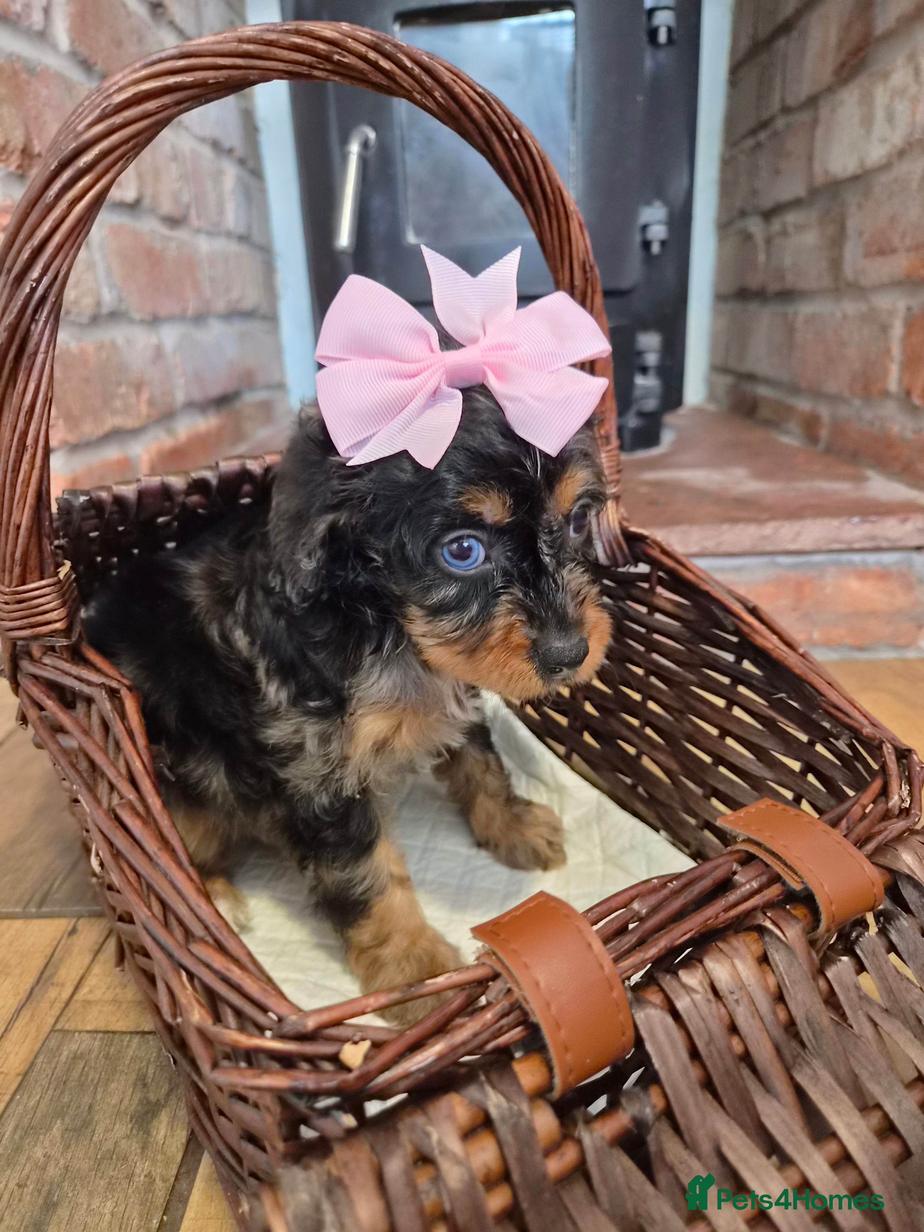 Cavapoo dogs Health tested F1 mini cavapoo puppies  - Advert 2