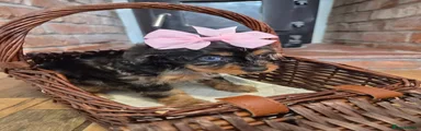 Cavapoo 4